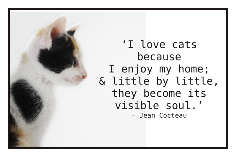 Detail Cat Love Quotes Images Nomer 38