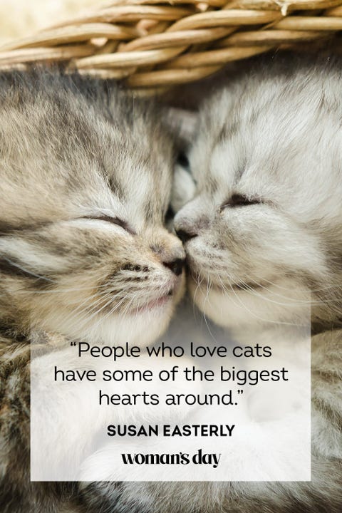 Detail Cat Love Quotes Images Nomer 6