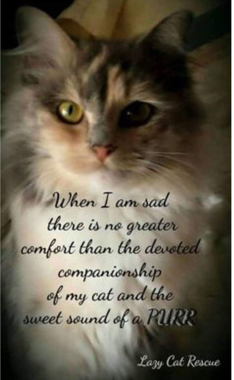 Detail Cat Love Quotes Images Nomer 9