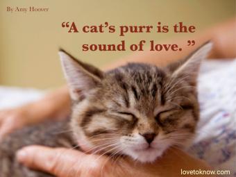 Detail Cat Love Quotes Images Nomer 10