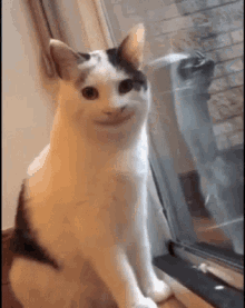 Detail Cat Meme Face Nomer 22