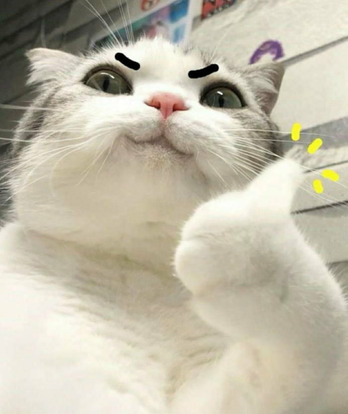 Detail Cat Meme Face Nomer 24
