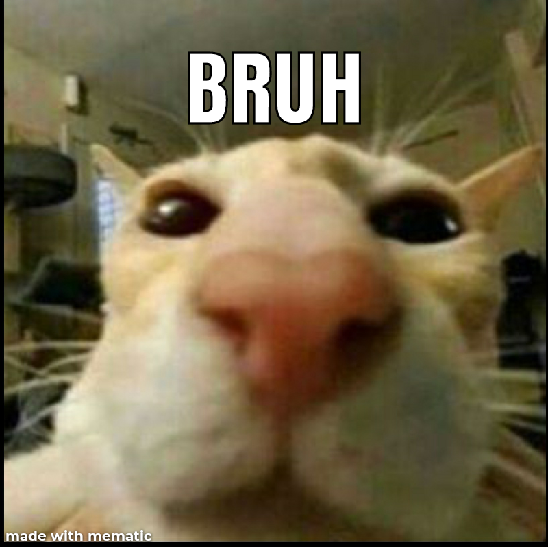 Detail Cat Meme Face Nomer 25