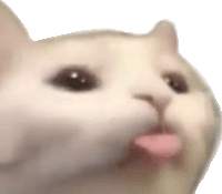 Detail Cat Meme Face Nomer 27