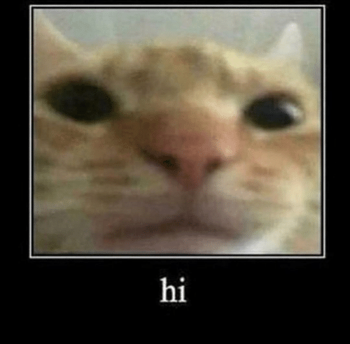 Detail Cat Meme Face Nomer 29