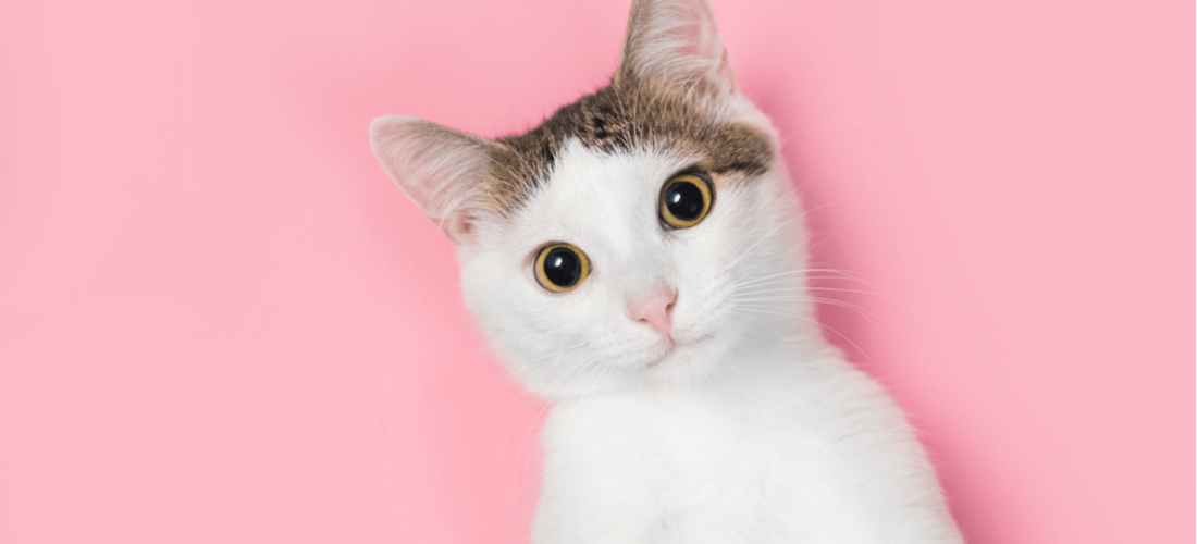 Detail Cat Meme Face Nomer 40