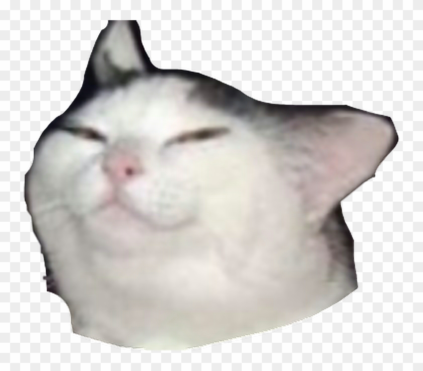 Detail Cat Meme Face Nomer 42