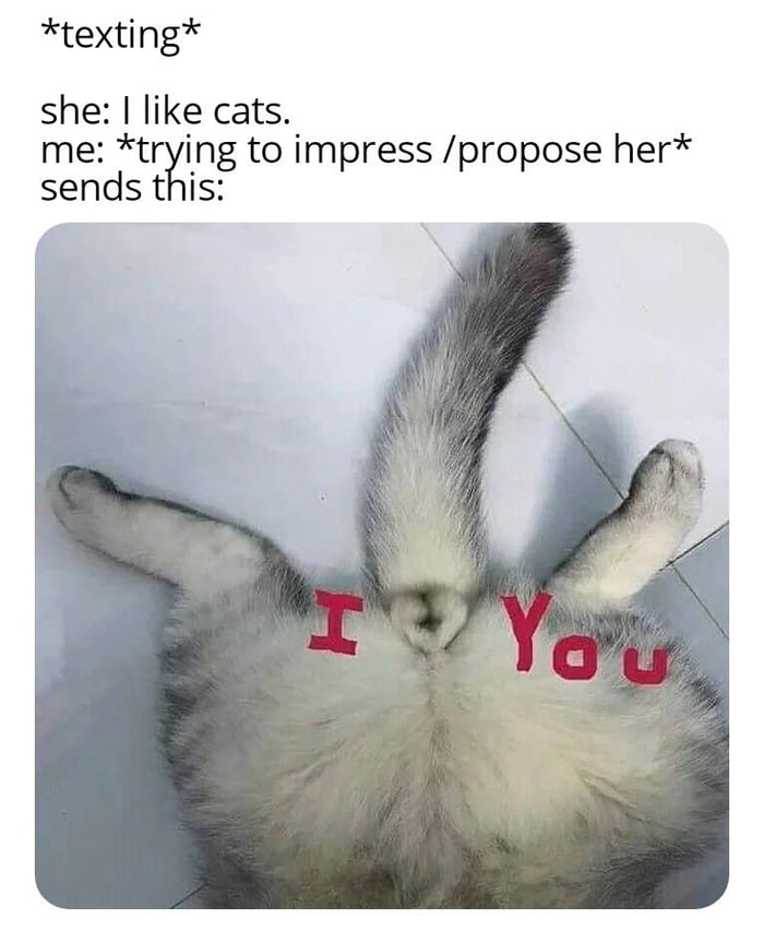 Detail Cat Meme Love Nomer 20