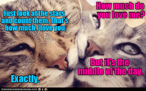Detail Cat Meme Love Nomer 36