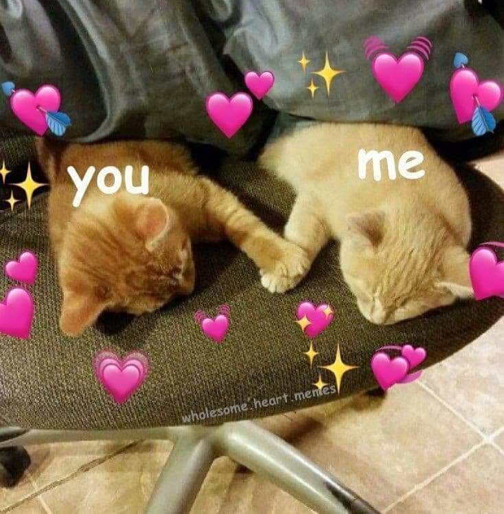 Detail Cat Meme Love Nomer 6