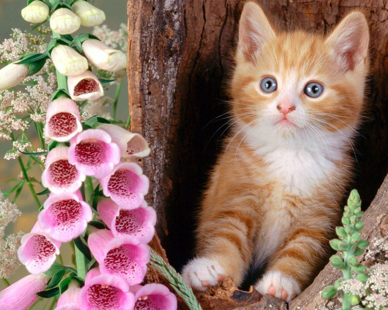 Detail Cat Picture Download Nomer 18