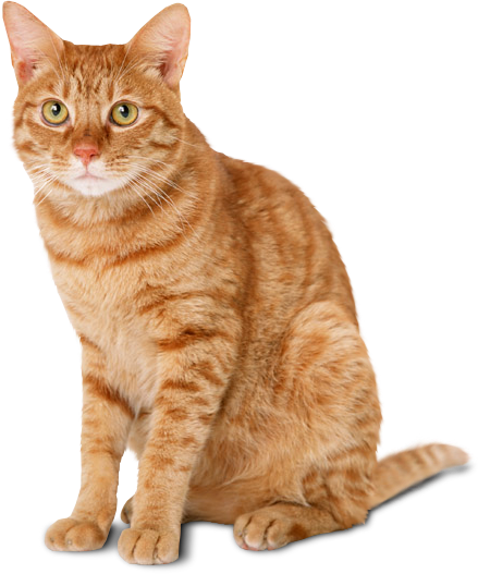 Detail Cat Pictures Png Nomer 14