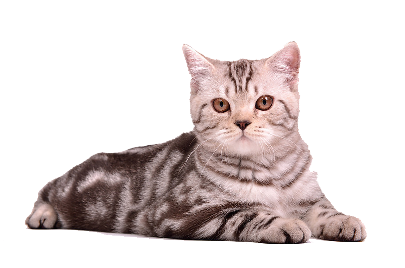 Detail Cat Pictures Png Nomer 37