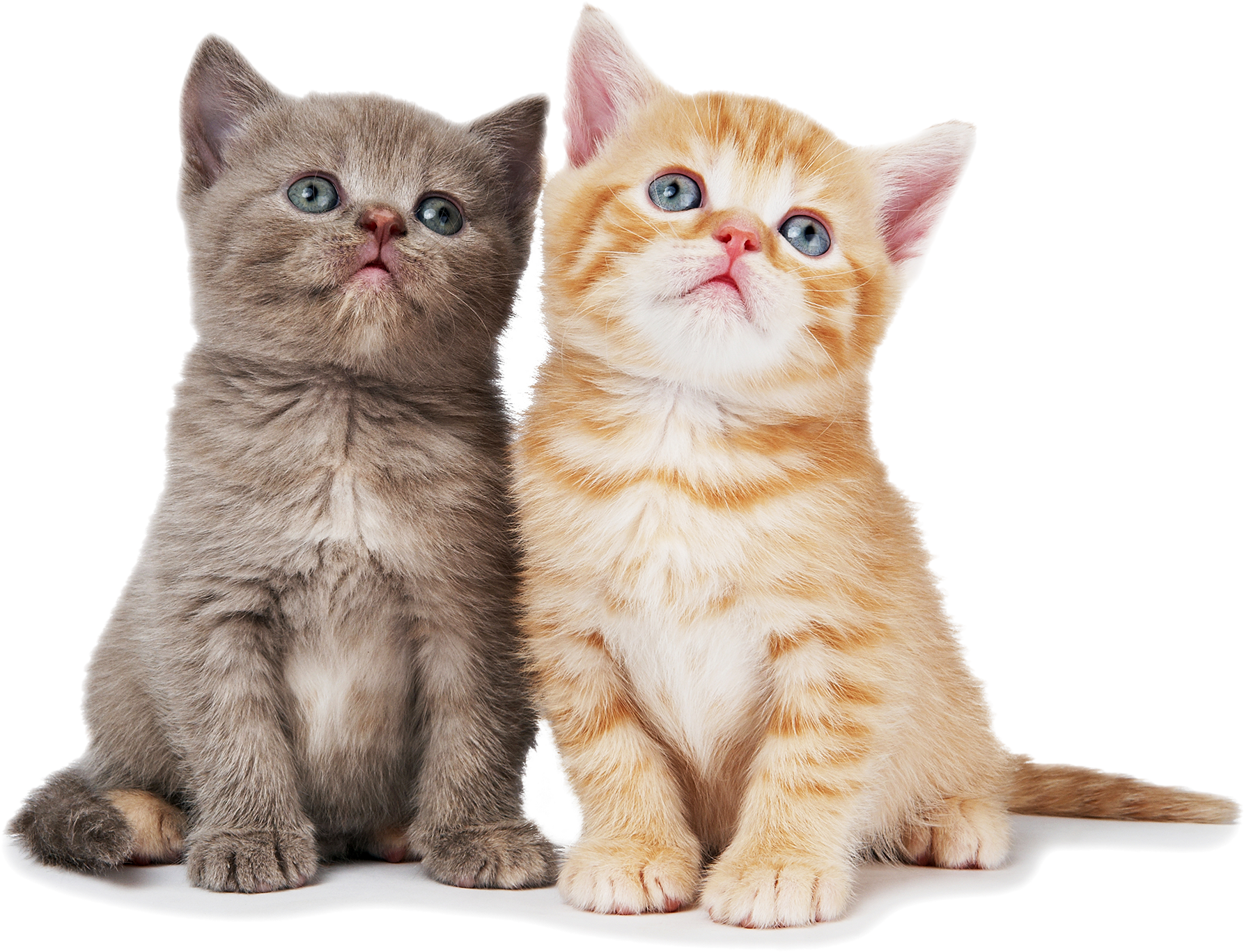 Detail Cat Pictures Png Nomer 41