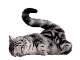 Detail Cat Pictures Png Nomer 45