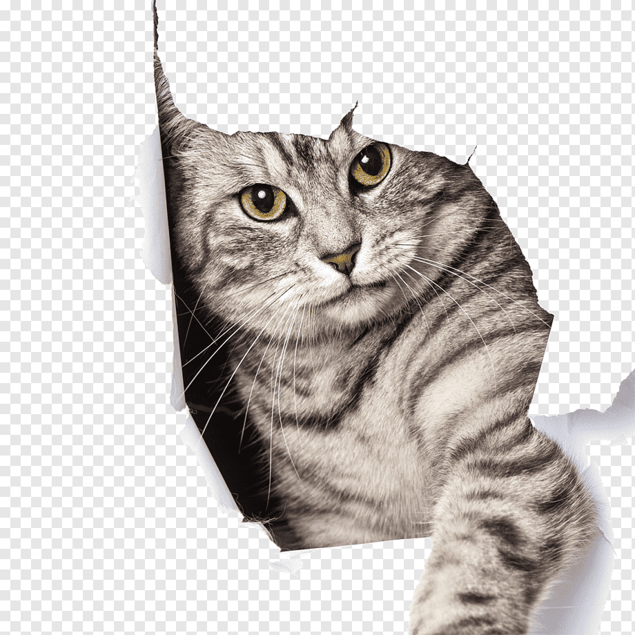 Detail Cat Pictures Png Nomer 52