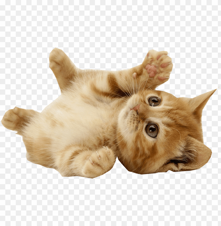 Detail Cat Png Transparent Nomer 4