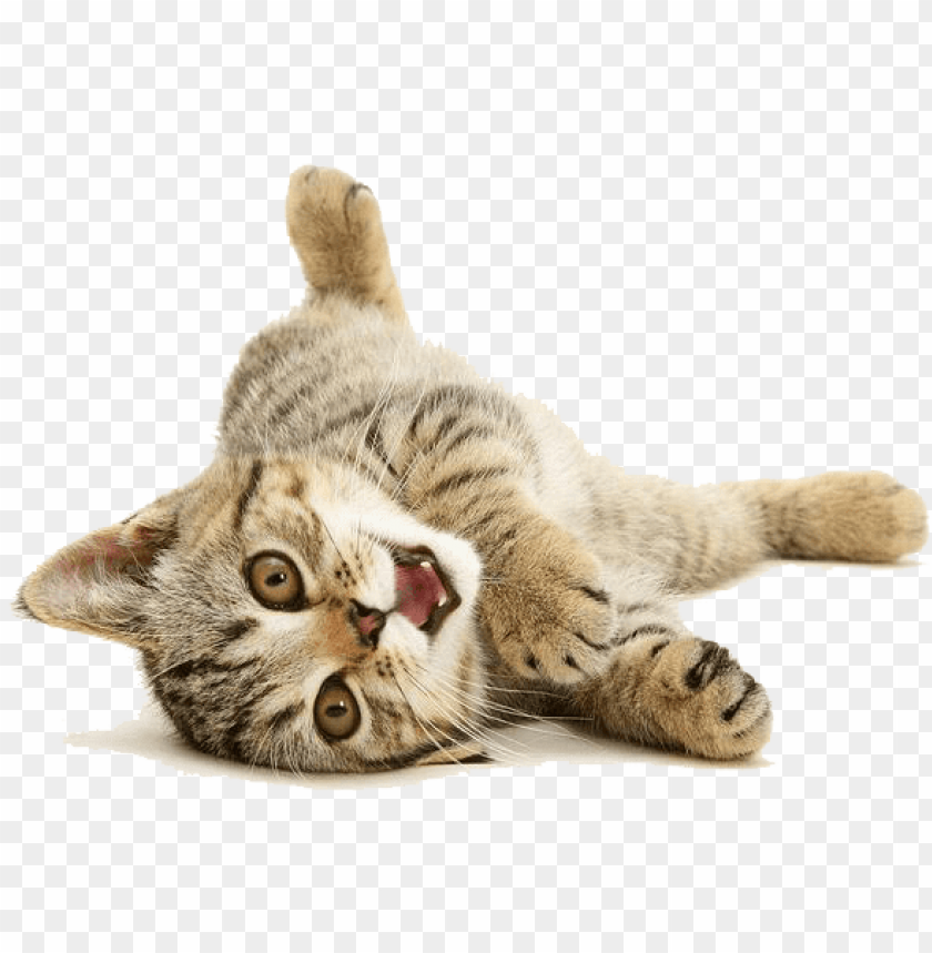 Detail Cat Png Transparent Nomer 6