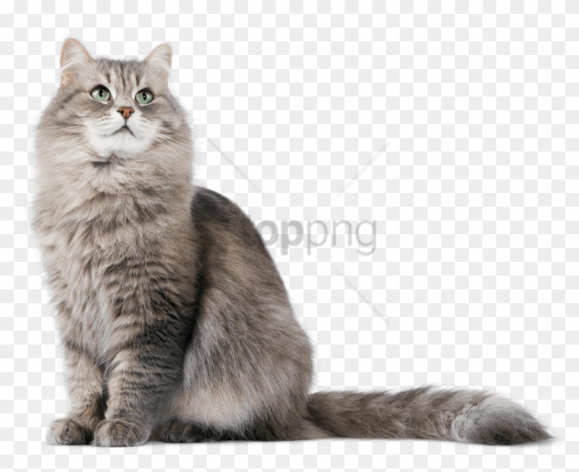 Detail Cat Png Transparent Background Nomer 13