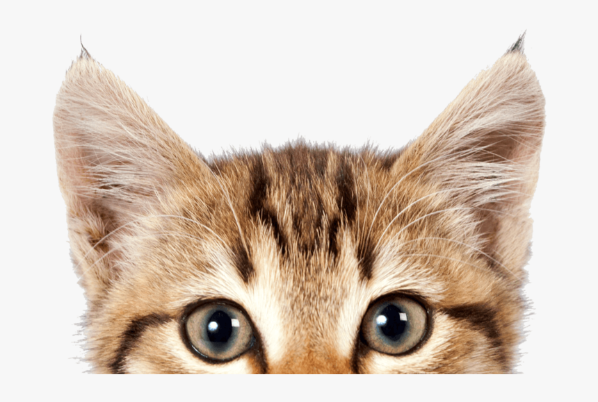 Detail Cat Png Transparent Background Nomer 15
