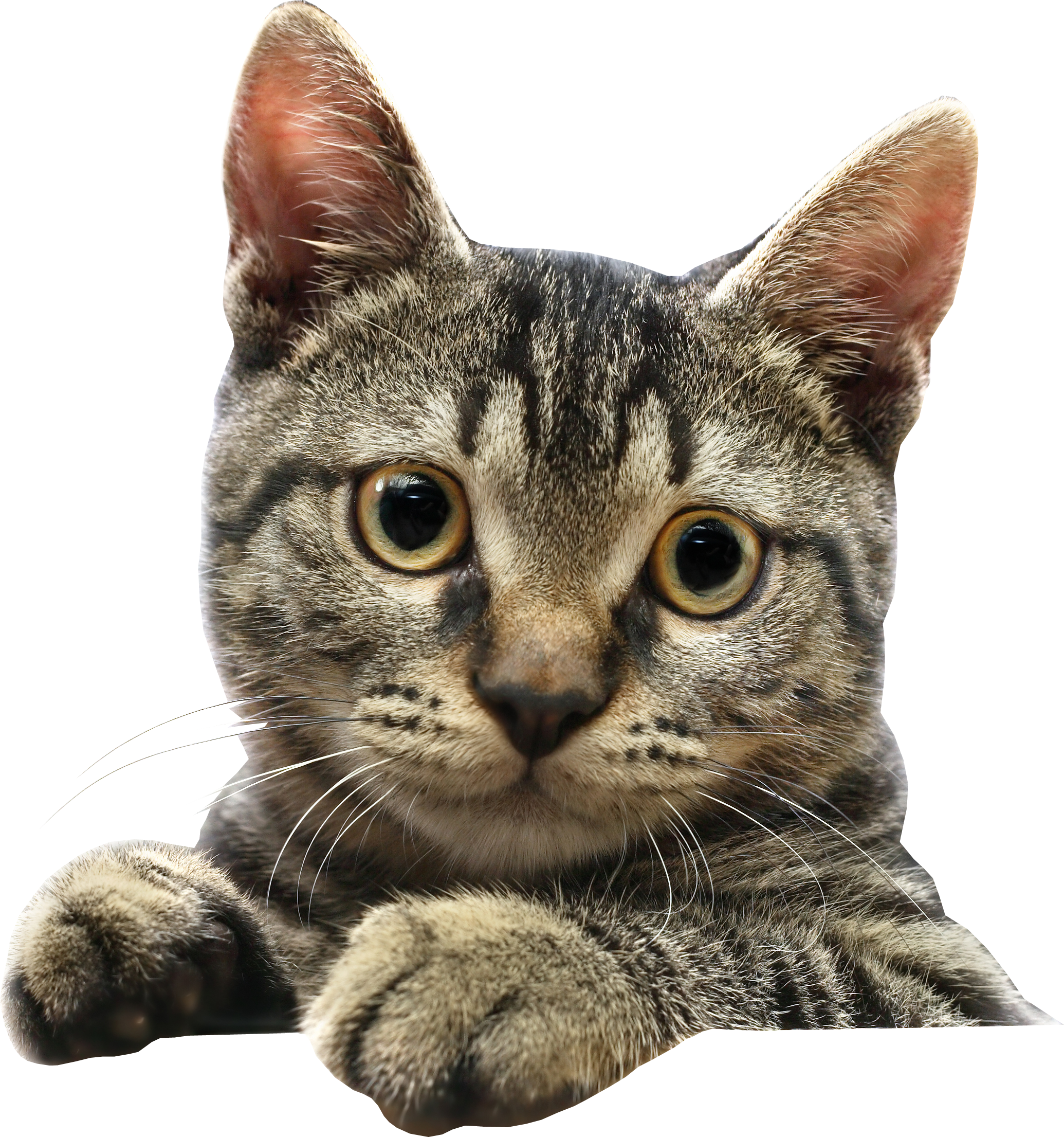 Detail Cat Png Transparent Background Nomer 18