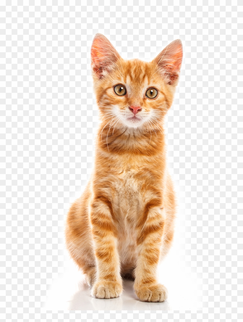 Detail Cat Png Transparent Background Nomer 23