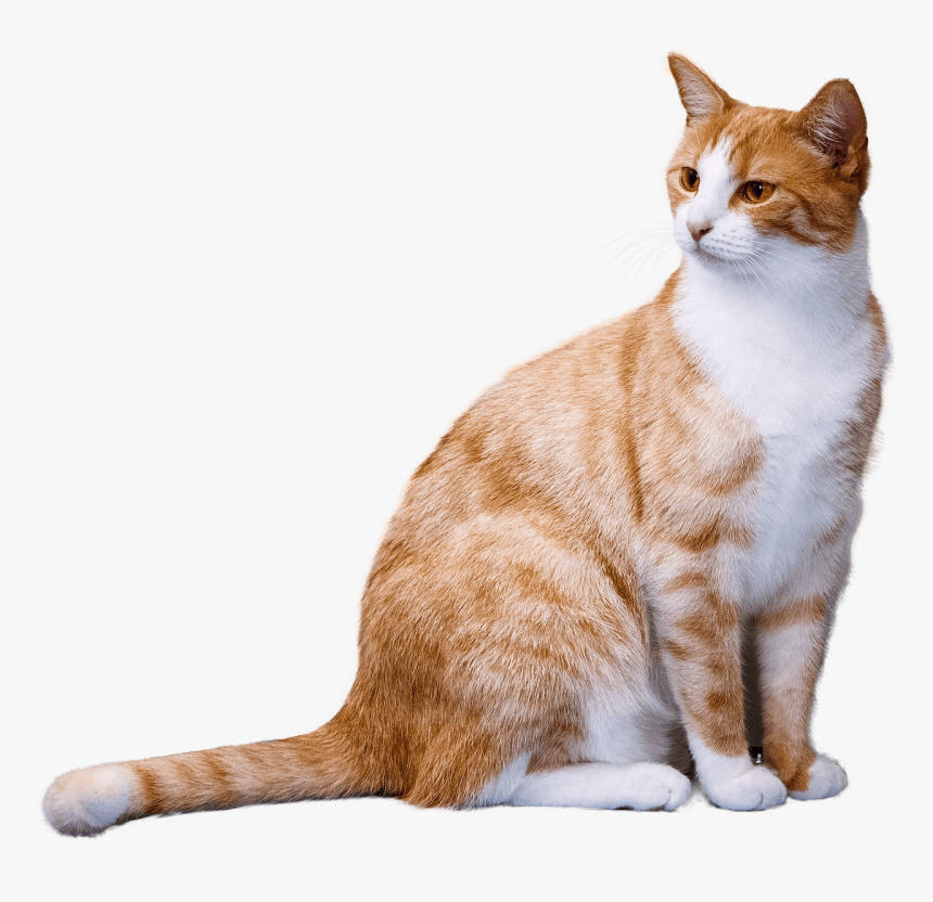 Detail Cat Png Transparent Background Nomer 24