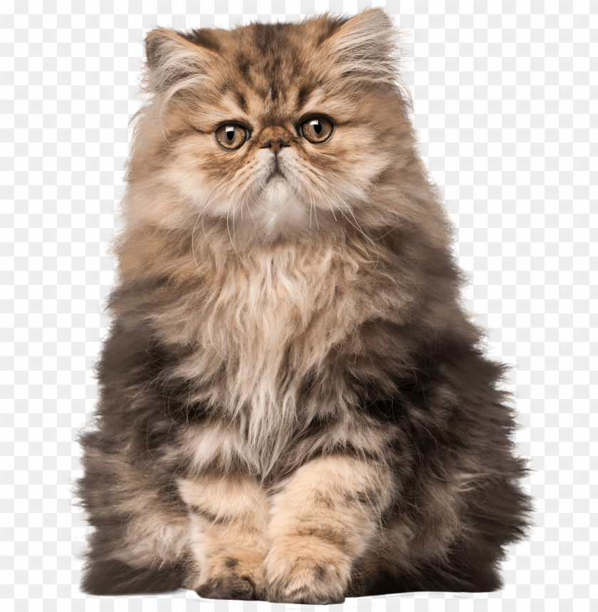 Detail Cat Png Transparent Background Nomer 28