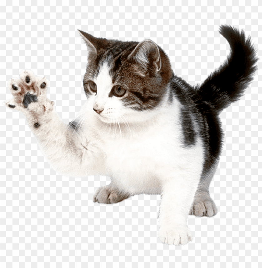 Detail Cat Png Transparent Background Nomer 33