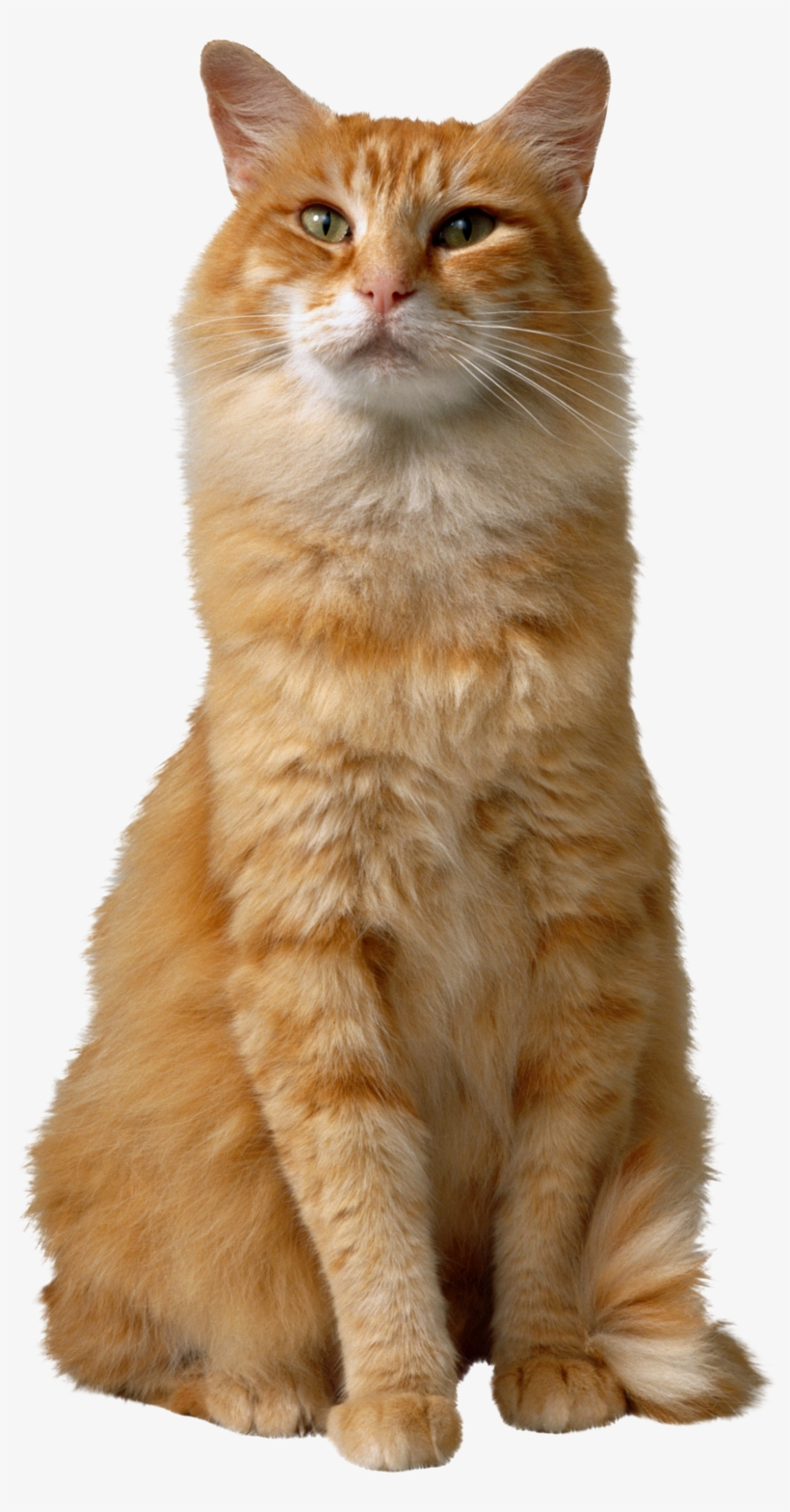 Detail Cat Png Transparent Background Nomer 34