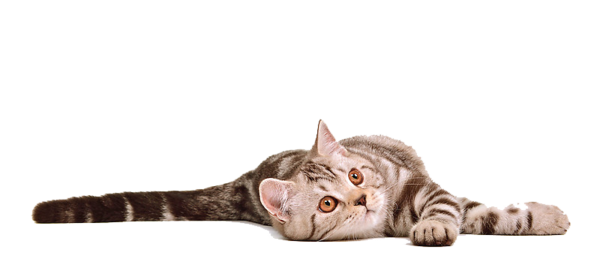 Detail Cat Png Transparent Background Nomer 35