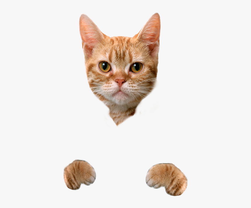 Detail Cat Png Transparent Background Nomer 43