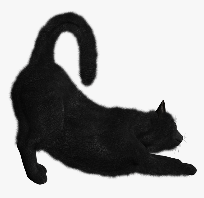 Detail Cat Png Transparent Background Nomer 52