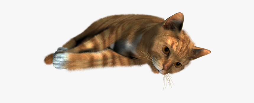 Detail Cat Png Transparent Background Nomer 53