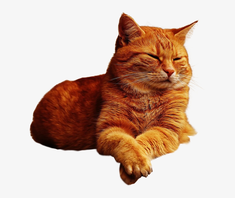 Detail Cat Png Transparent Background Nomer 10