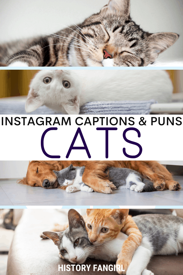 Detail Cat Quotes For Instagram Nomer 24