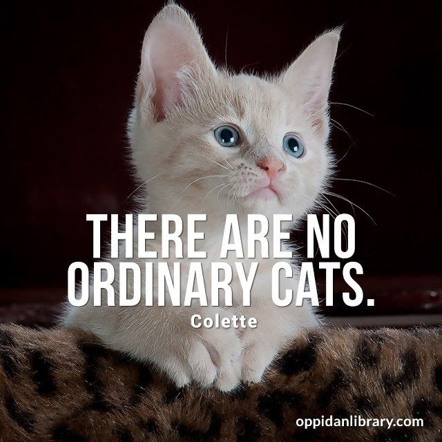 Detail Cat Quotes For Instagram Nomer 56