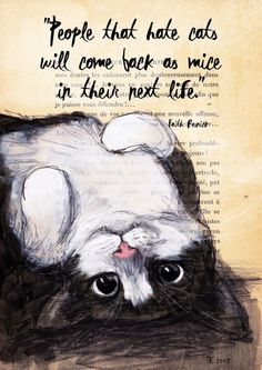 Detail Cat Quotes Tumblr Nomer 30