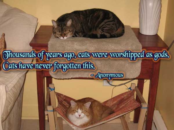 Detail Cat Quotes Tumblr Nomer 32