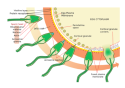 Detail Das Fliegende Spaghettimonster Gebet Nomer 14