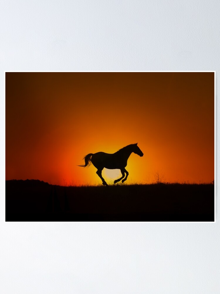Sonnenuntergang Pferde Bilder - KibrisPDR