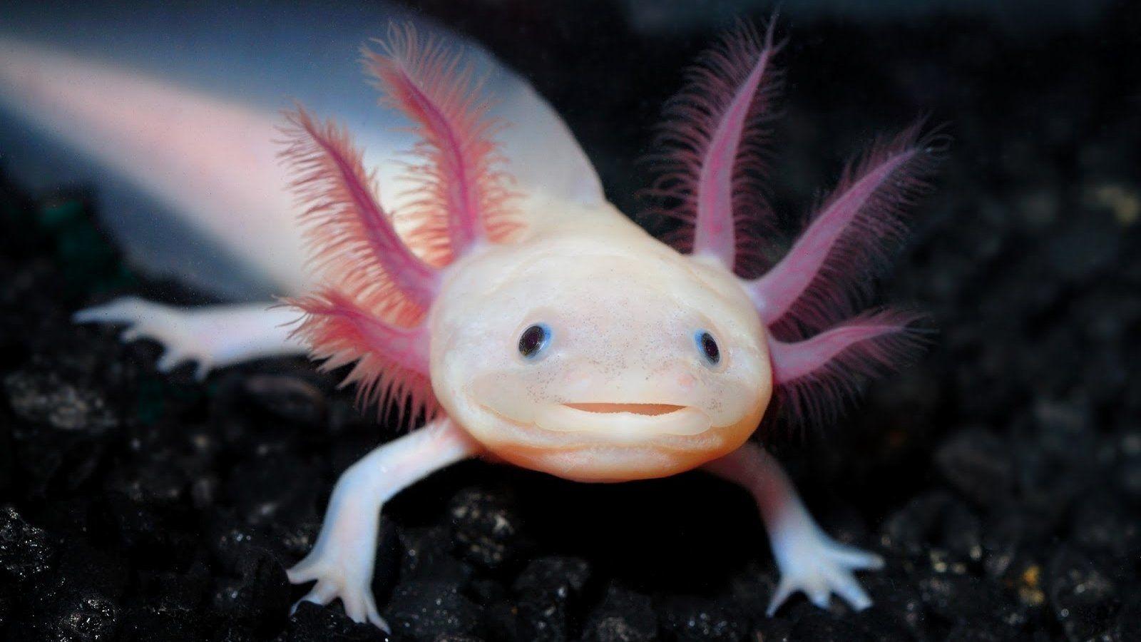 Gambar Axolotl Hd - KibrisPDR