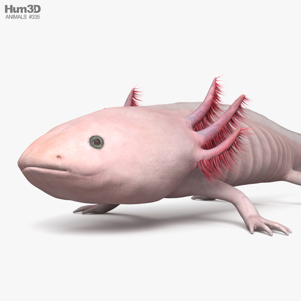 Detail Gambar Axolotl Hd Nomer 28