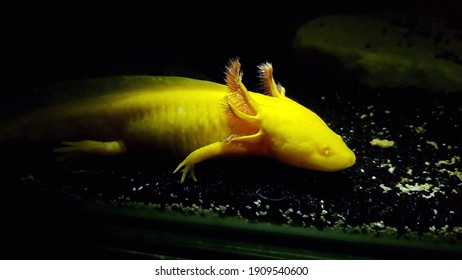 Detail Gambar Axolotl Hd Nomer 54