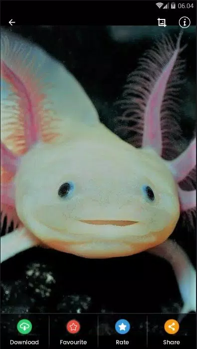 Detail Gambar Axolotl Hd Nomer 57