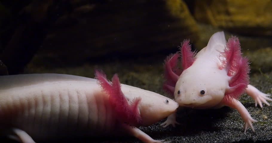 Detail Gambar Axolotl Hd Nomer 10