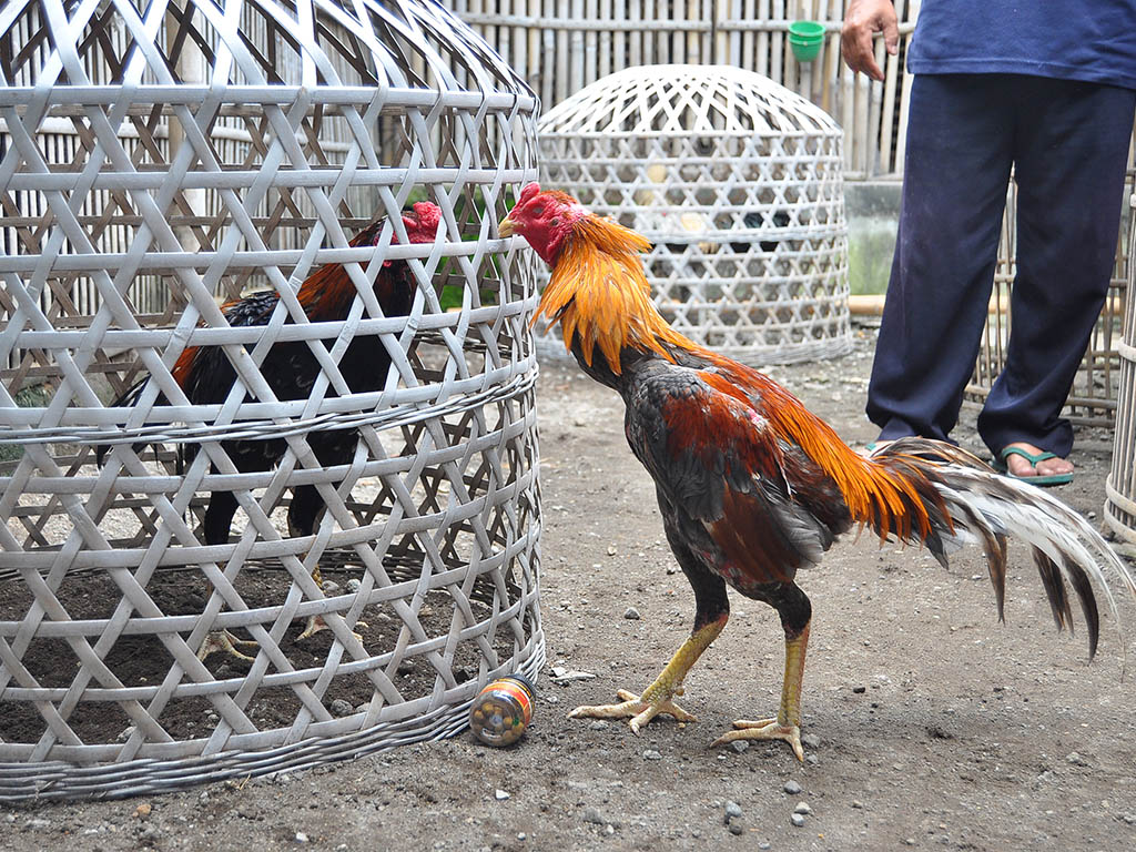 Detail Gambar Ayam Adu Jawara Nomer 24