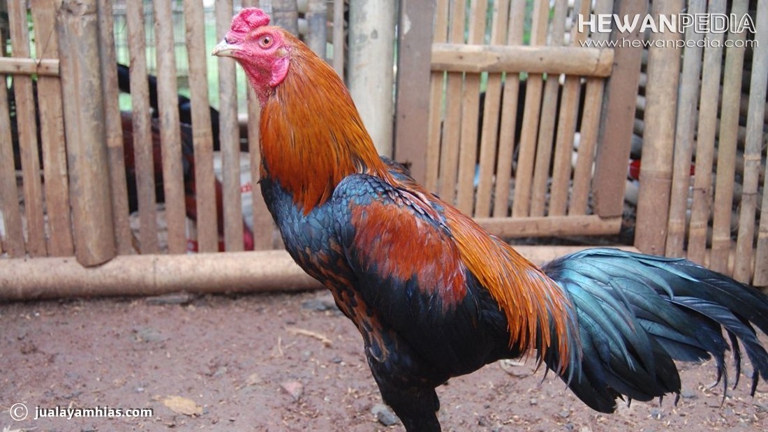 Detail Gambar Ayam Adu Jawara Nomer 31