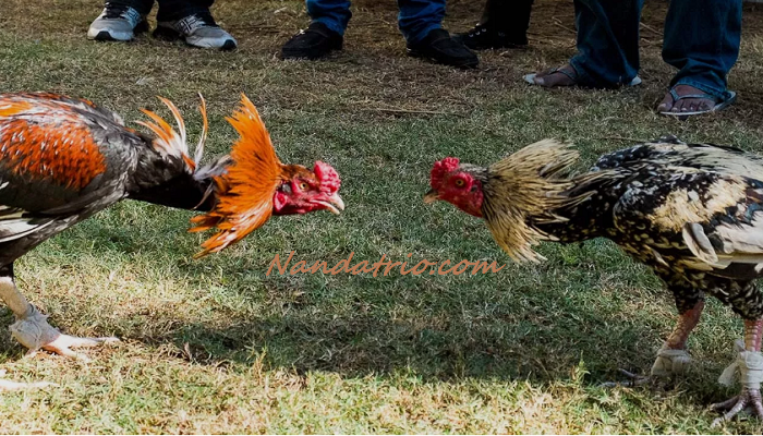 Detail Gambar Ayam Adu Jawara Nomer 38