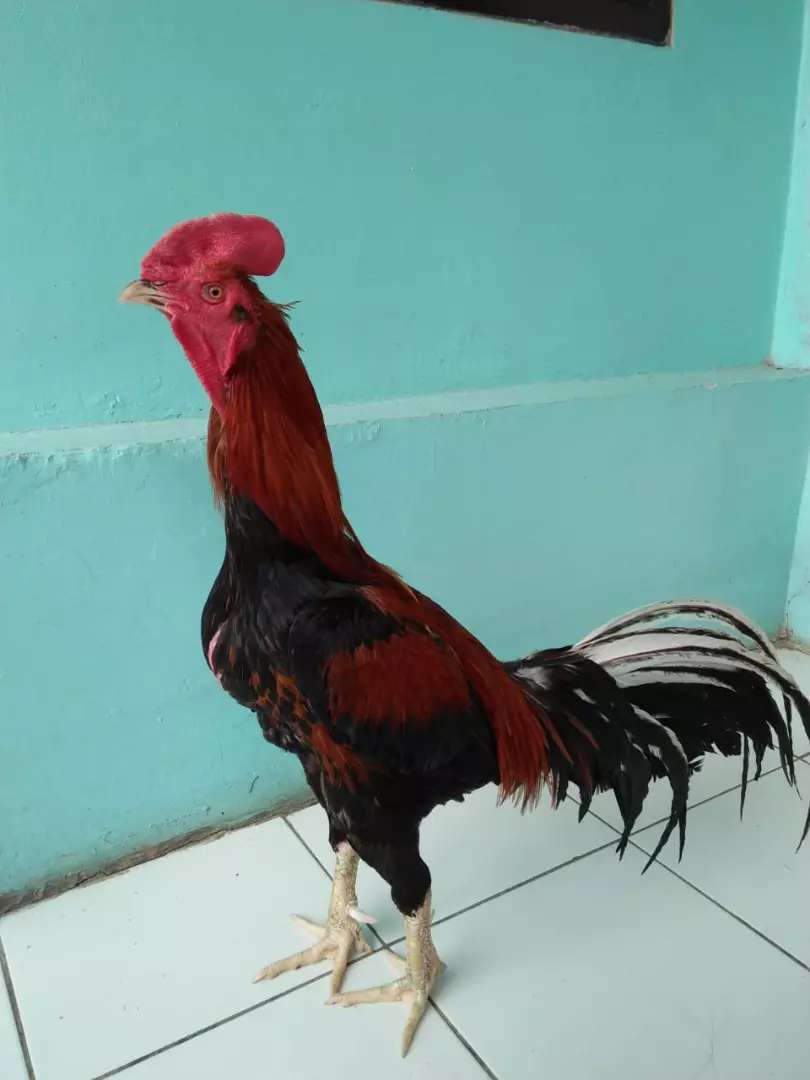 Detail Gambar Ayam Adu Jawara Nomer 41